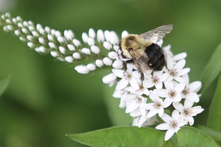 Closeup photo of a bee on a conical group of small white flowers