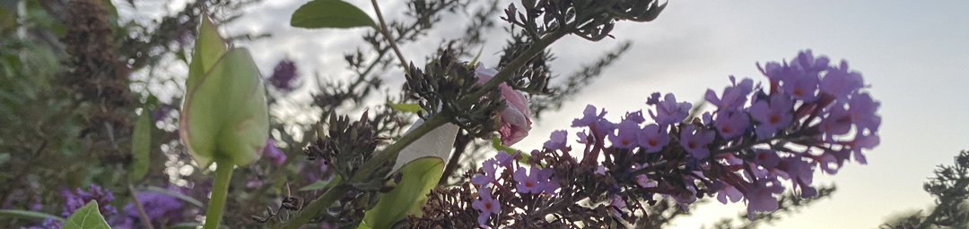 Photo of stalks of flowers against a gray sky