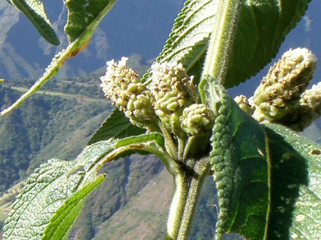 Photo of gambia bush tea bud