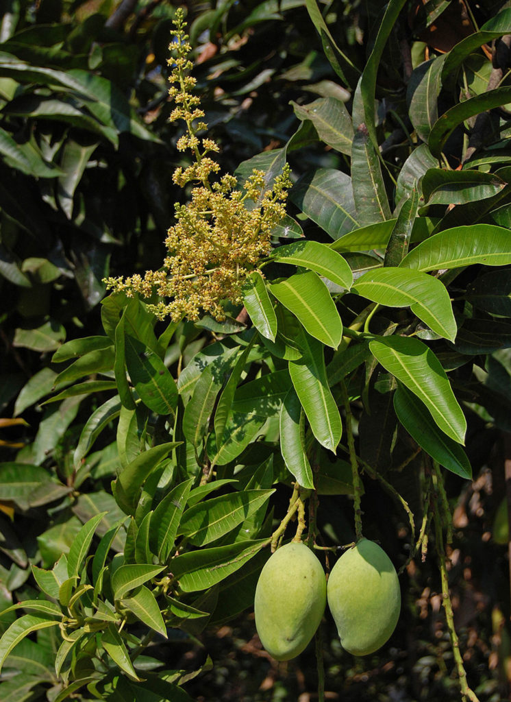 Photo of mango flora and fruit