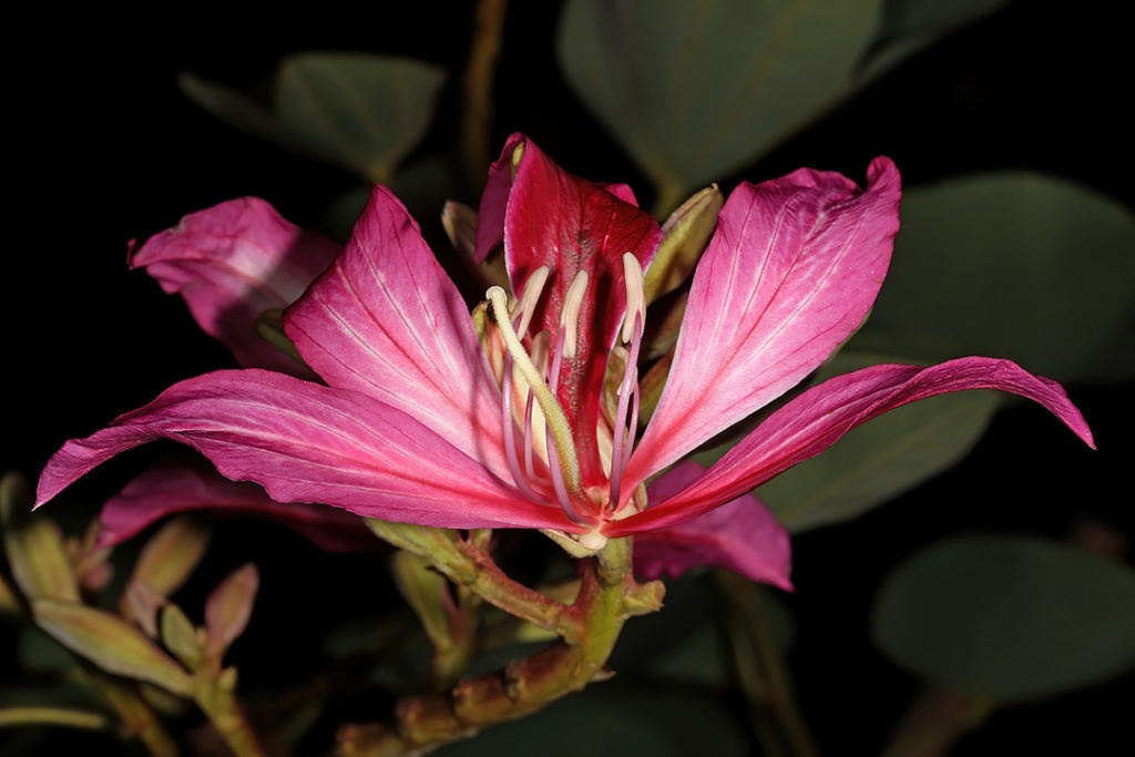 Photo of pink flower