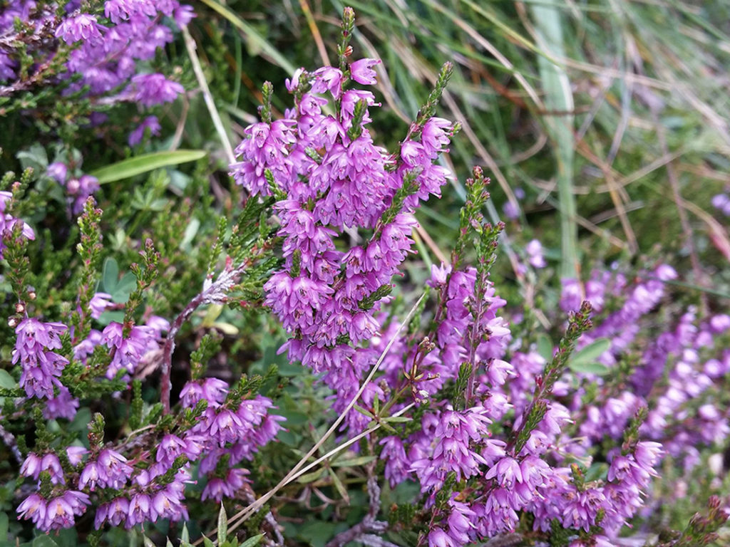 Photo of purple flowers
