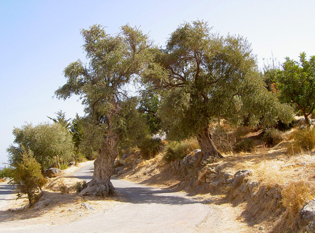 Photo of two olive trees