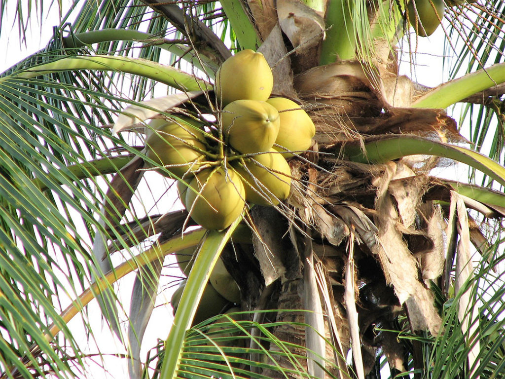 Photo of coconut tree with its fruit