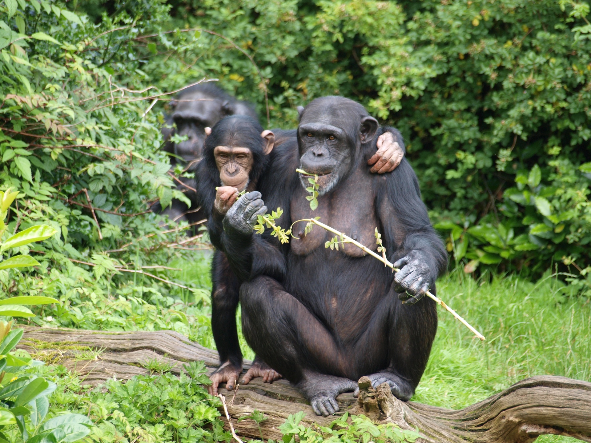 Photo of three chimpanzees sitting on a log and eating leaves