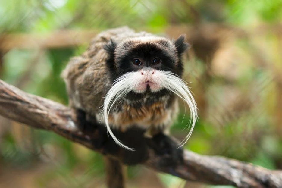 Closeup photo of a Tamarin monkey perched on a vine