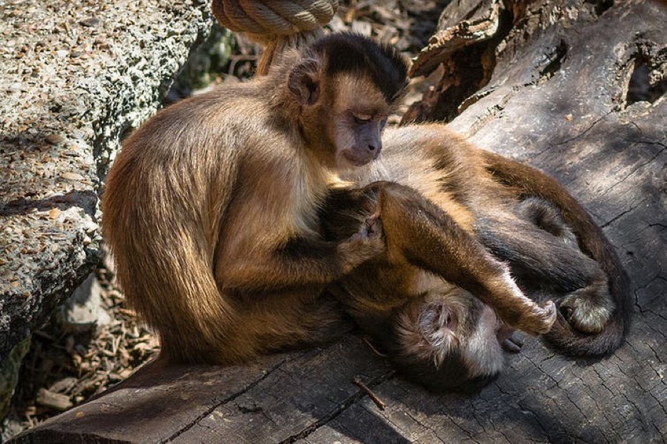 Photo of two tufted capuchin monkeys grooming each other