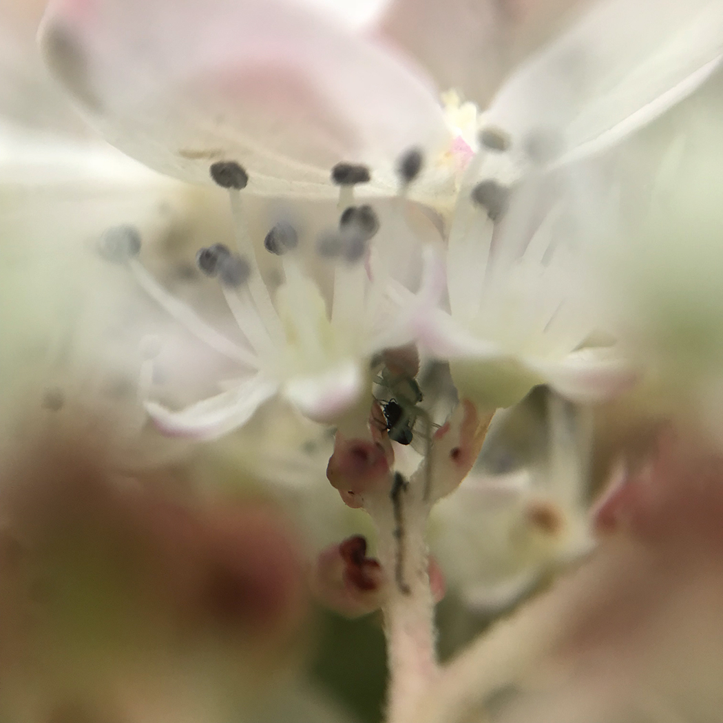 Closeup photo of part of a white and pink hydrangea flower