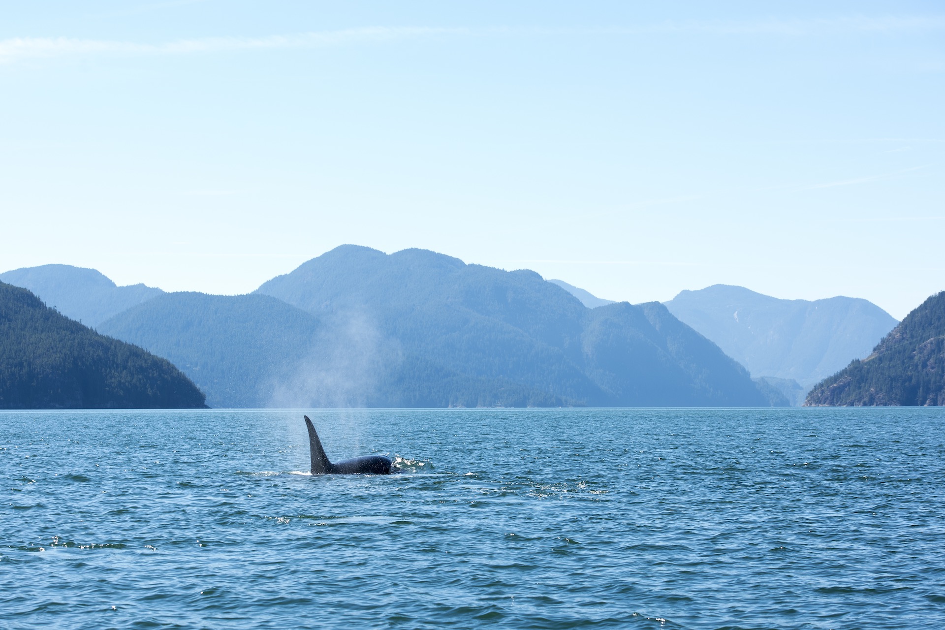 photo of a whale breaching in a bay surrounded by blue mountains