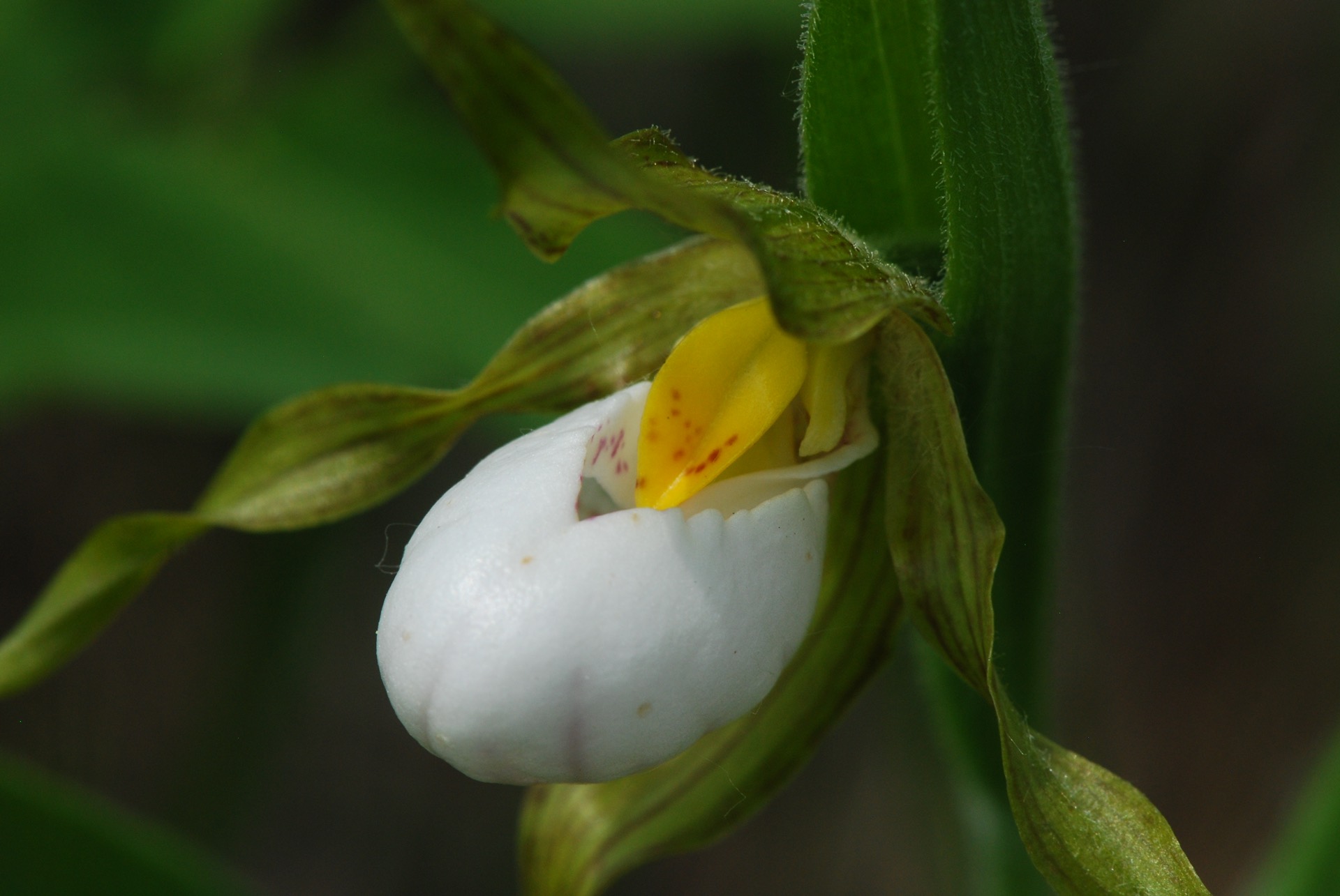 Closeup photo of a white lady slipper flower