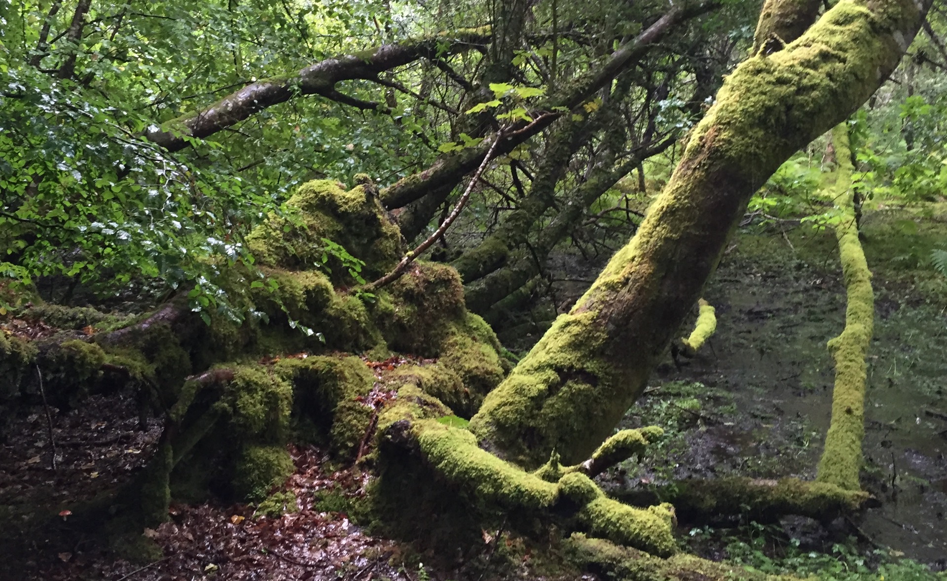 Photo of a forest scene with dense foliage and logs and trees covered with moss