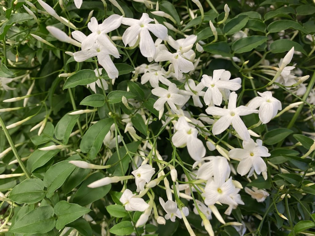 Closeup photo of white jasmine flowers amid green leaves