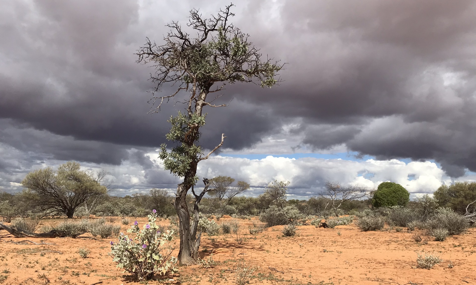 Photo of a gnarled sandalwood tree standing alone on a plain, under a cloudy sky