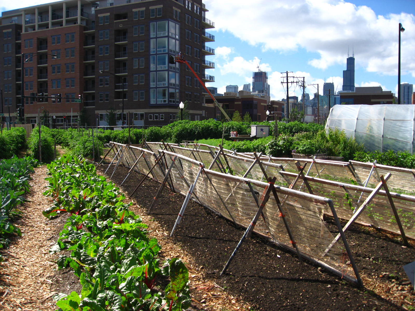 Photo of a small farm surrounded by urban biuldings