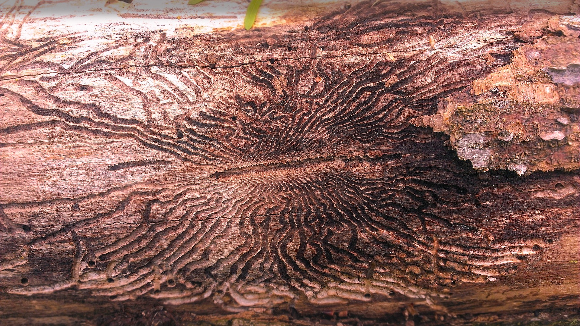 Photo of a log with the bark removed showing the tracks of emerald ash borer larvae.