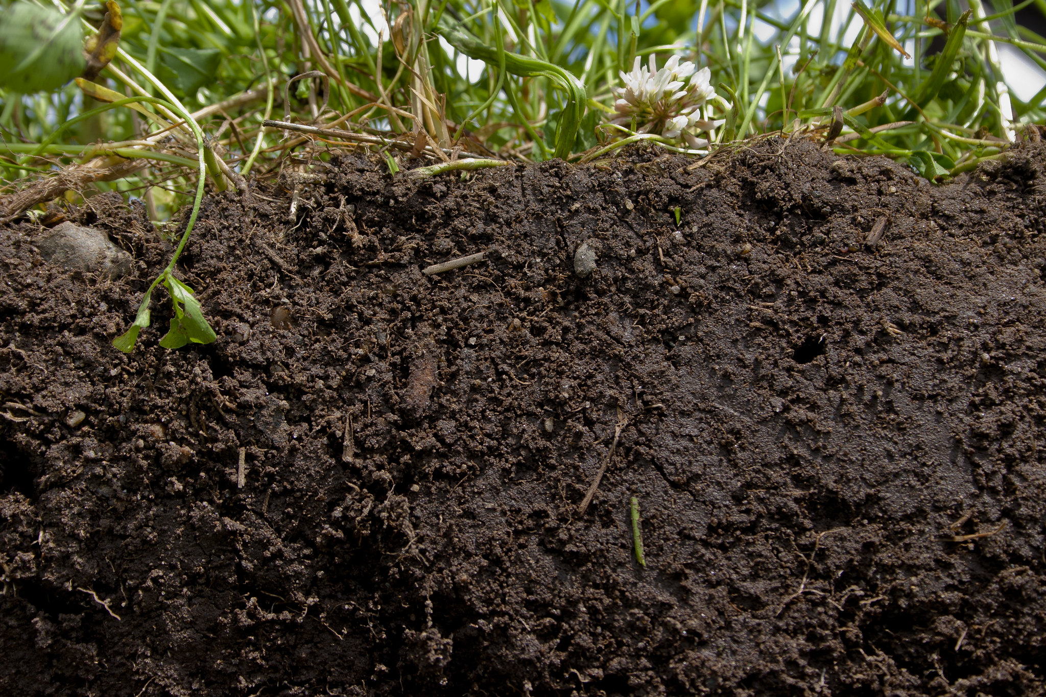 Closeup photo of a section of earth with rich soil on the bottom and grass growing on the top