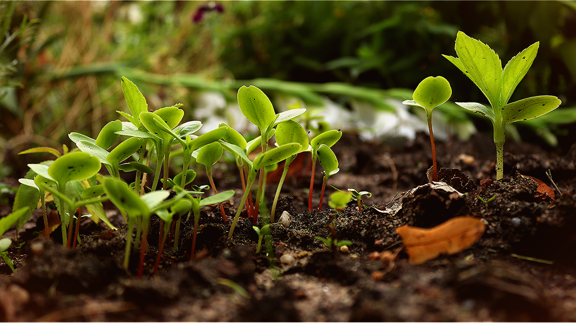 Closeup photo of plants sprouting