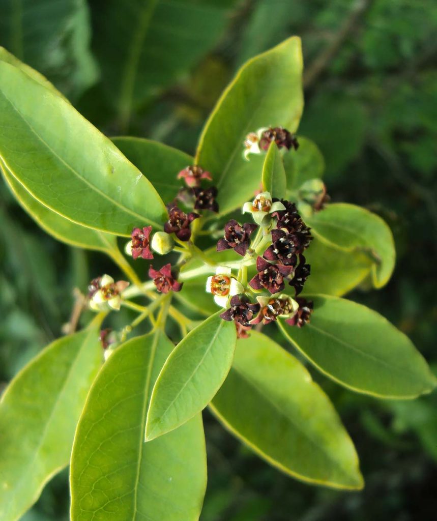 Small flowers