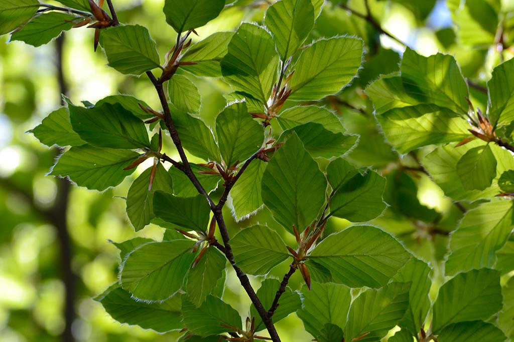 Small leaves on branch