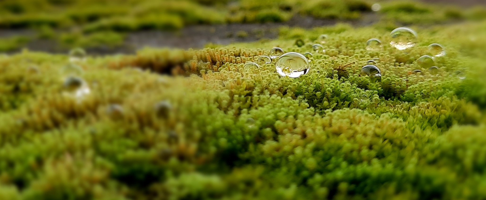 Macro photo of green moss with water droplets on its surface