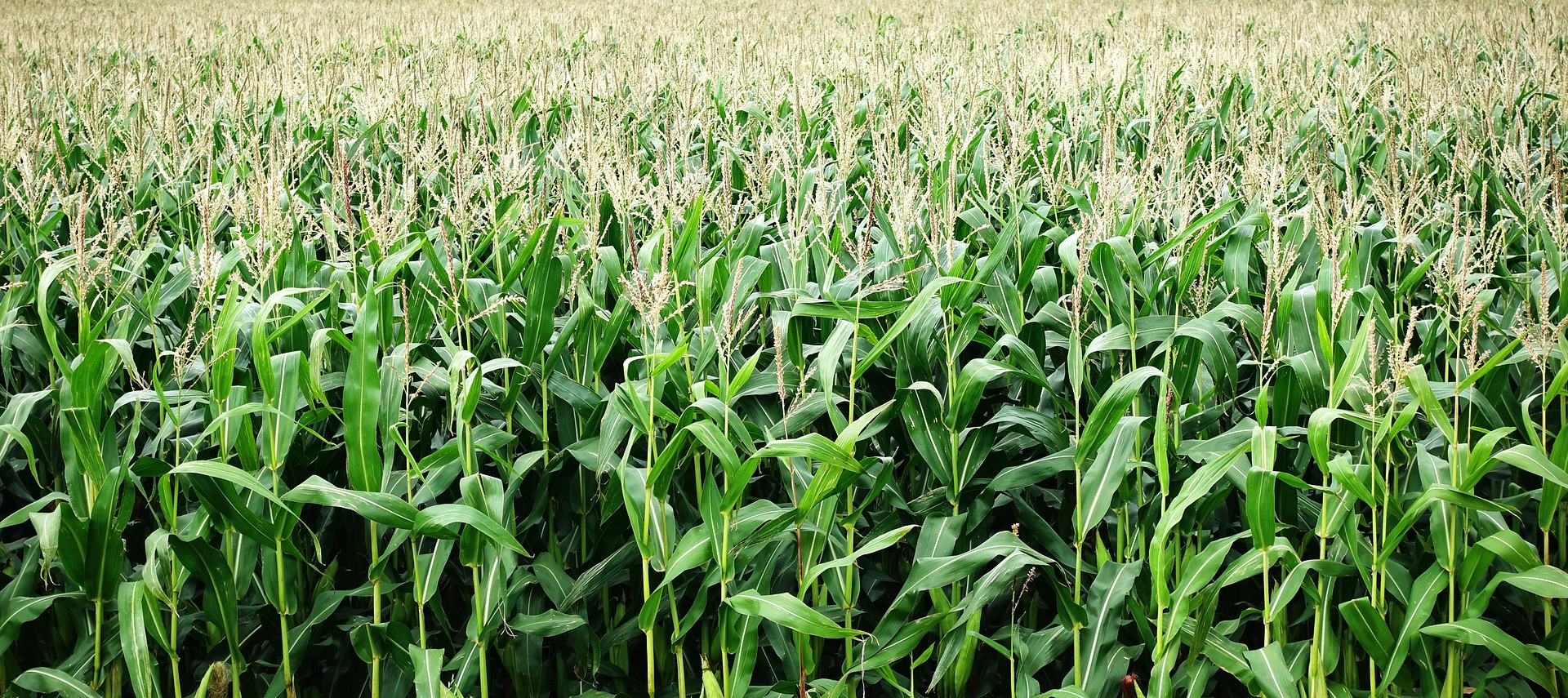 Photo of a large field of corn stalks