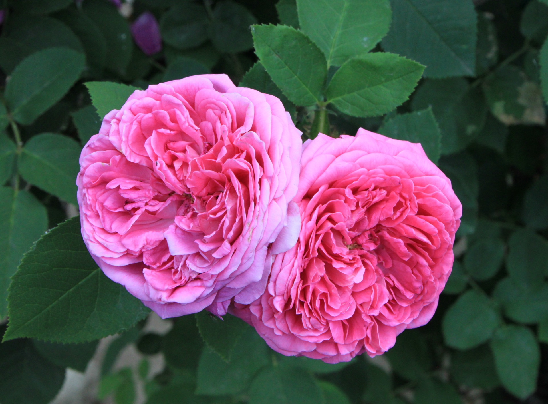 Closeup phot of two bright pink damask roses on a background of green leaves