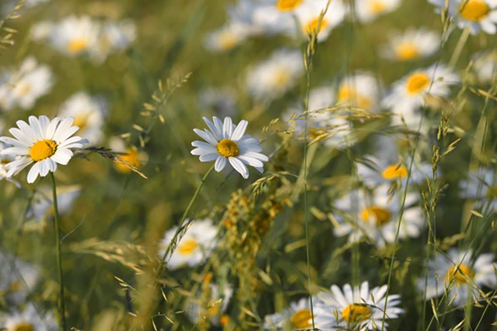 Photo of white daisies