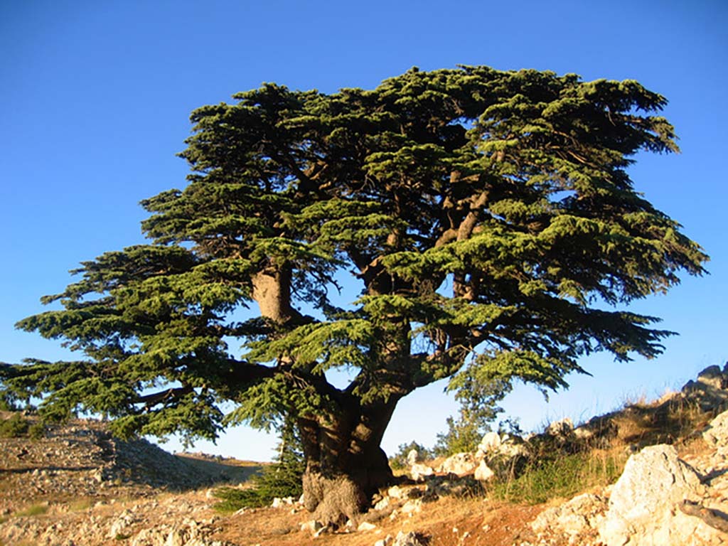 photo of cedar tree