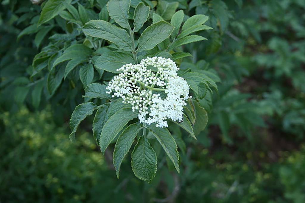 Photo of white flower