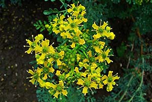 Photo of yellow flowers