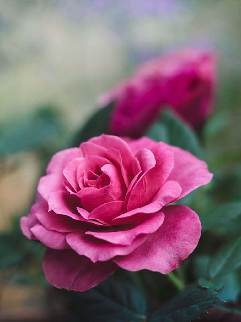 Photo of pink rose