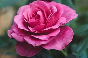 Photo of pink rose
