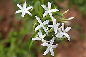 Photo of white jasmine flowers