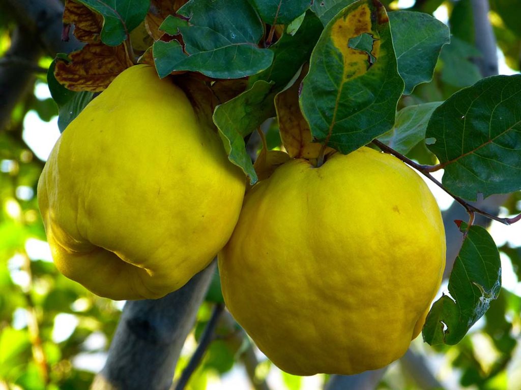 Photo of two yellow fruits