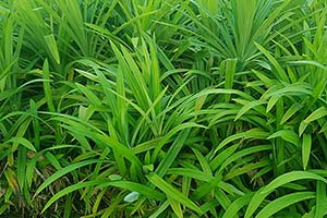 Photo of green grass