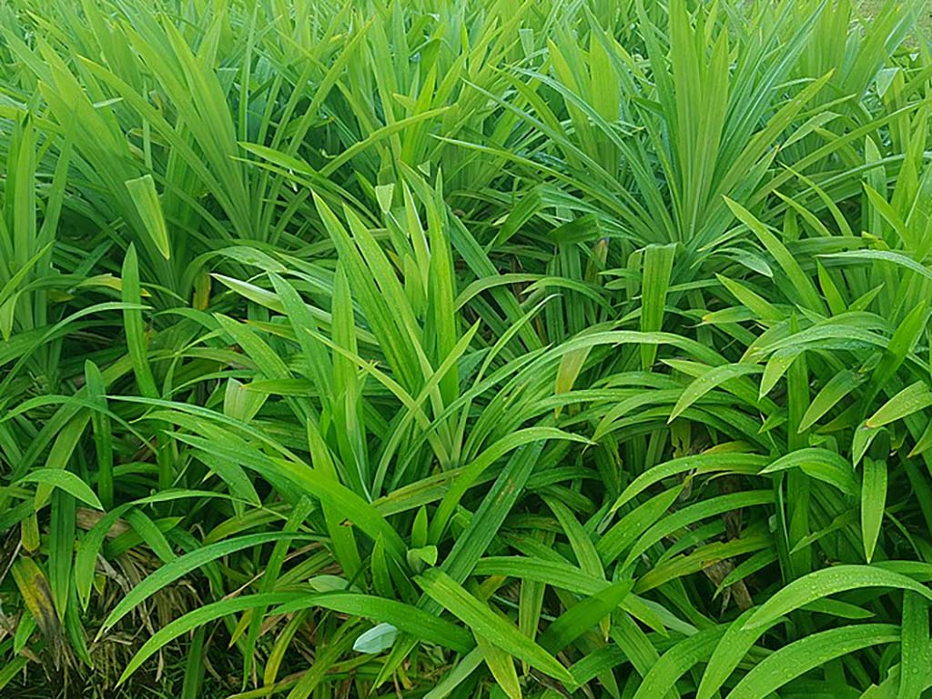 Rampe leaves Rampe (Pandanus amaryllifolius) mainly used for flavour