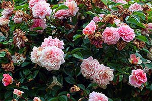Photo of pink roses in a bush