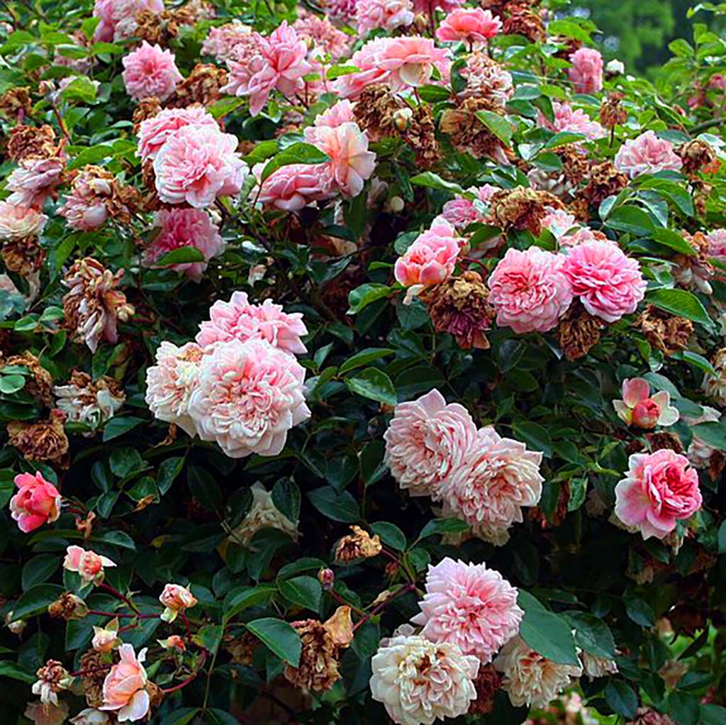 Photo of pink roses in a bush