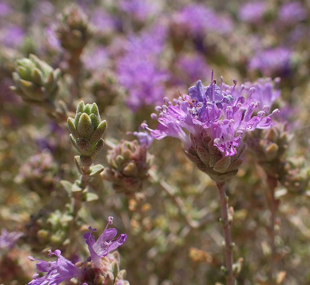 Photo of purple flower