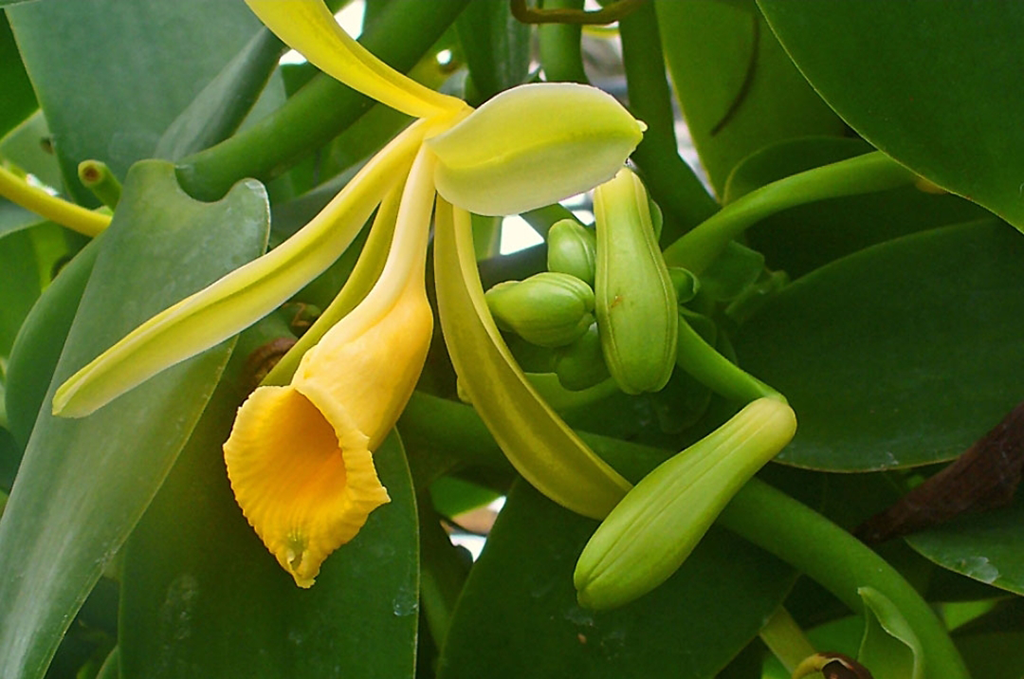 Photo of vanilla plant