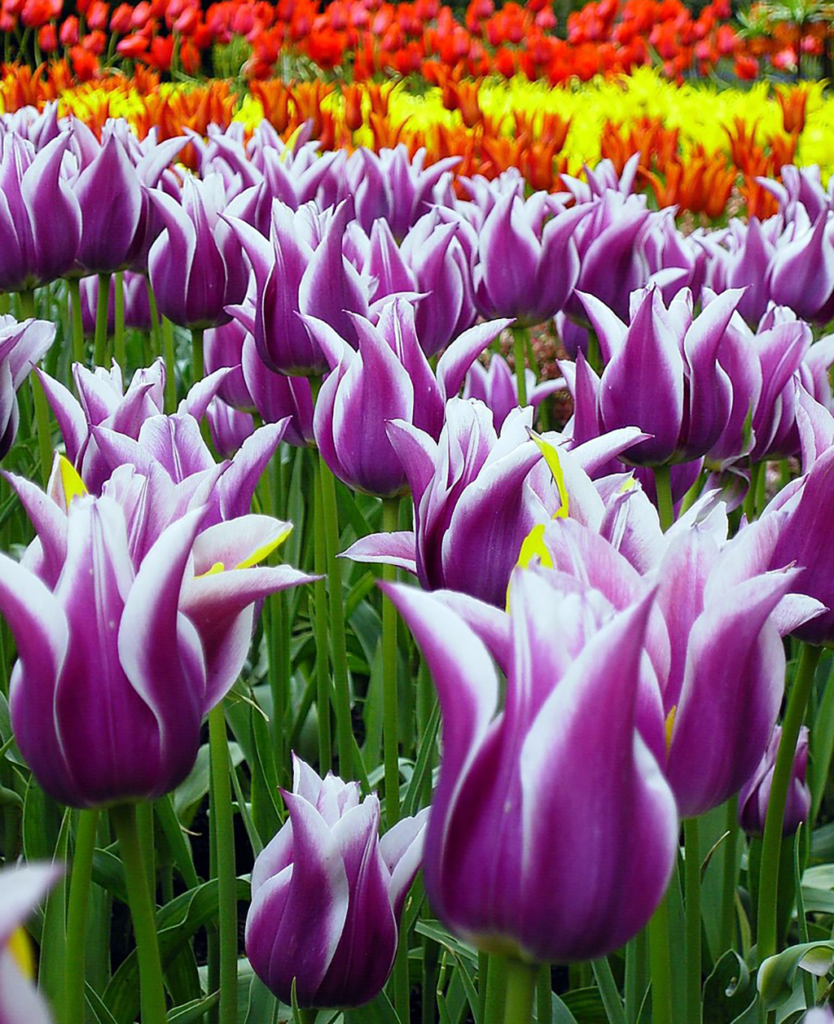 Photo of a field of purple tulips