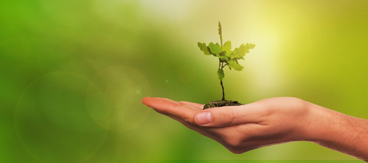 Trees for the Future World Sensorium / Conservancy