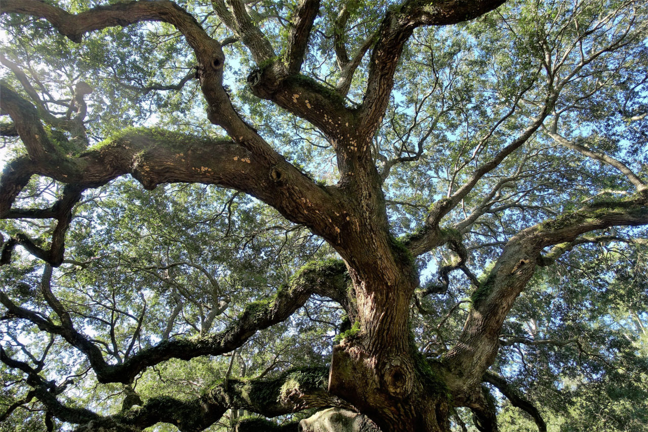 Native Trees Example Why Plant Native Trees? – World Sensorium / Conservancy