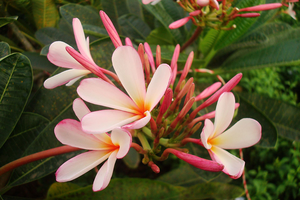 Photo of light pink flowers
