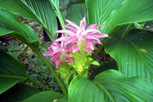 Photo of a turmeric flower, with numerous long, pointed, purple and white petals, among large green leaves.