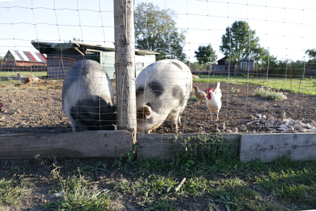 Pigs and Avocados World Sensorium / Conservancy