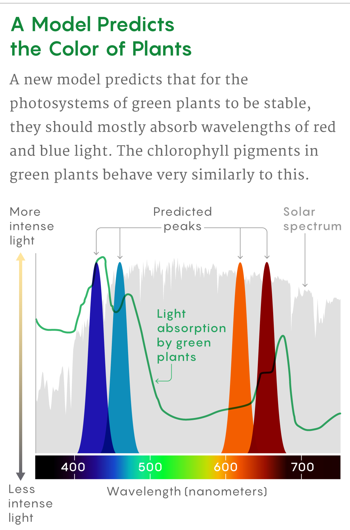 Why are Plants Green in Colour? What Makes them Look Green?-An Overview