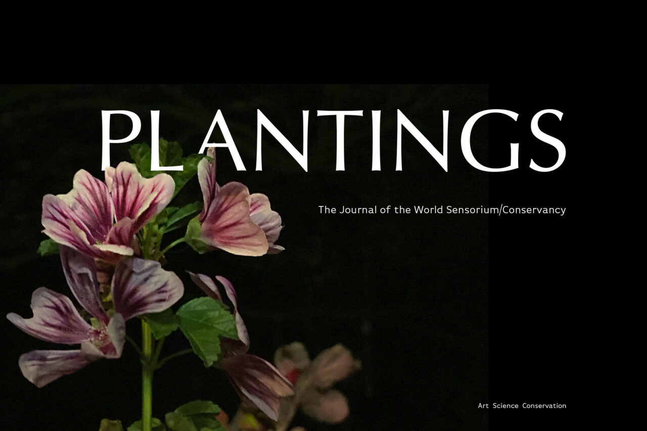 Plantings-staging – World Sensorium / Conservancy