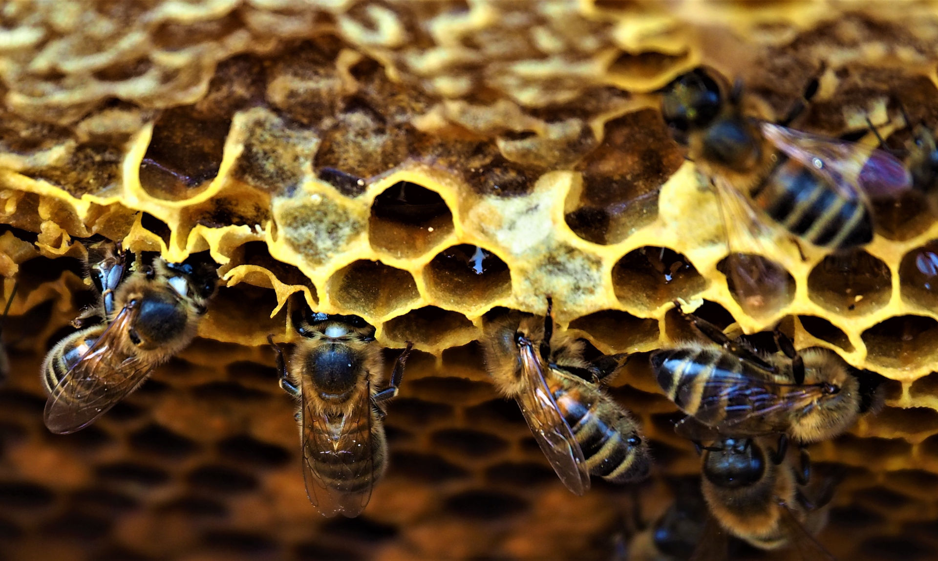Colorado beekeepers hope to turn trend of die-offs locally