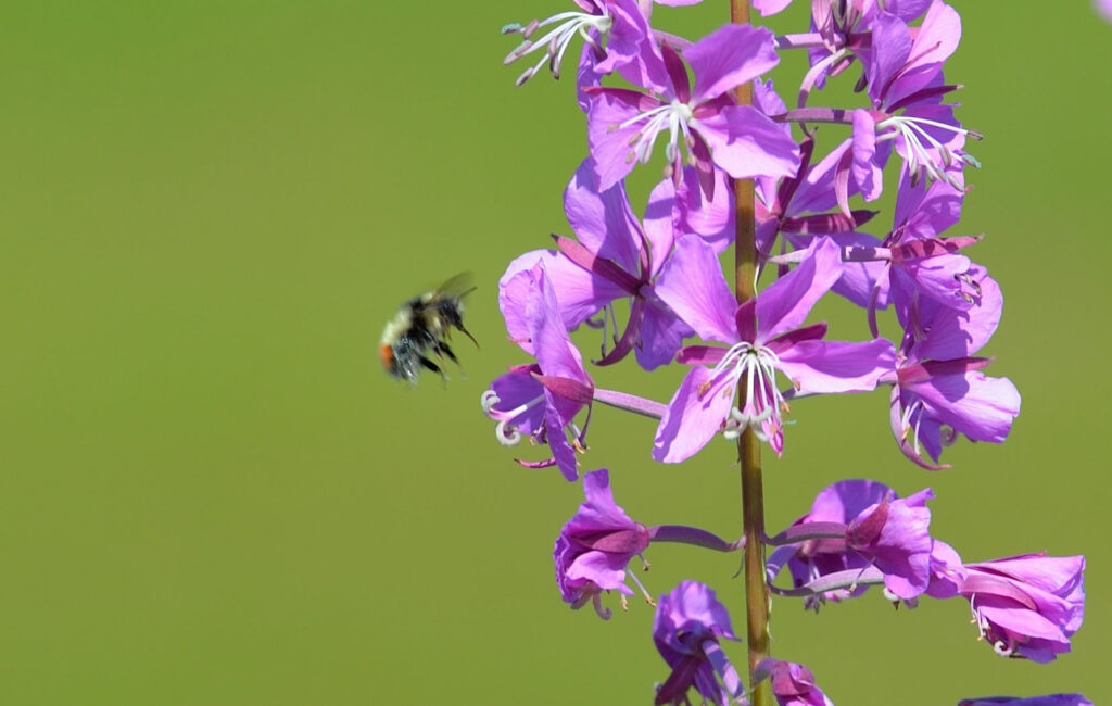 Bumblebees Bite Plants to Force Them to Flower (Seriously